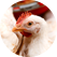 White chicken head in ADM farm