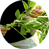 Male hands holding and inspecting soybean stalk standing in soybean field next to plants / Muške ruke drže i pregledaju stabljiku soje koja stoji u polju soje pored biljaka