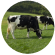 Cows grazing in a field