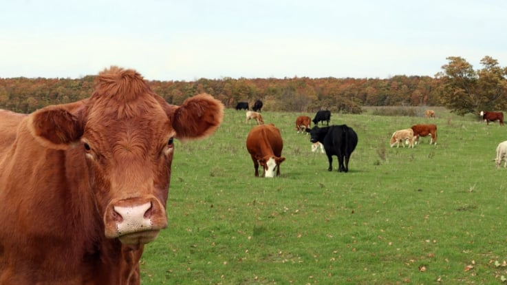 Cows grazing in a field