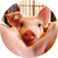 Pig in ADM farm