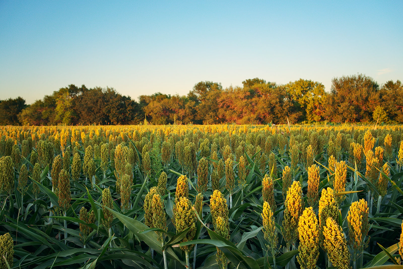 Champs de sorgo
