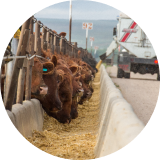 A row of brown cattle at a feeding station