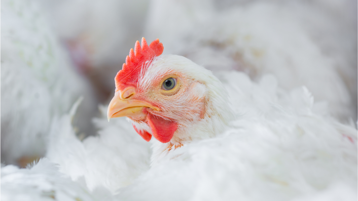 Close-up of a white layer hen’s face