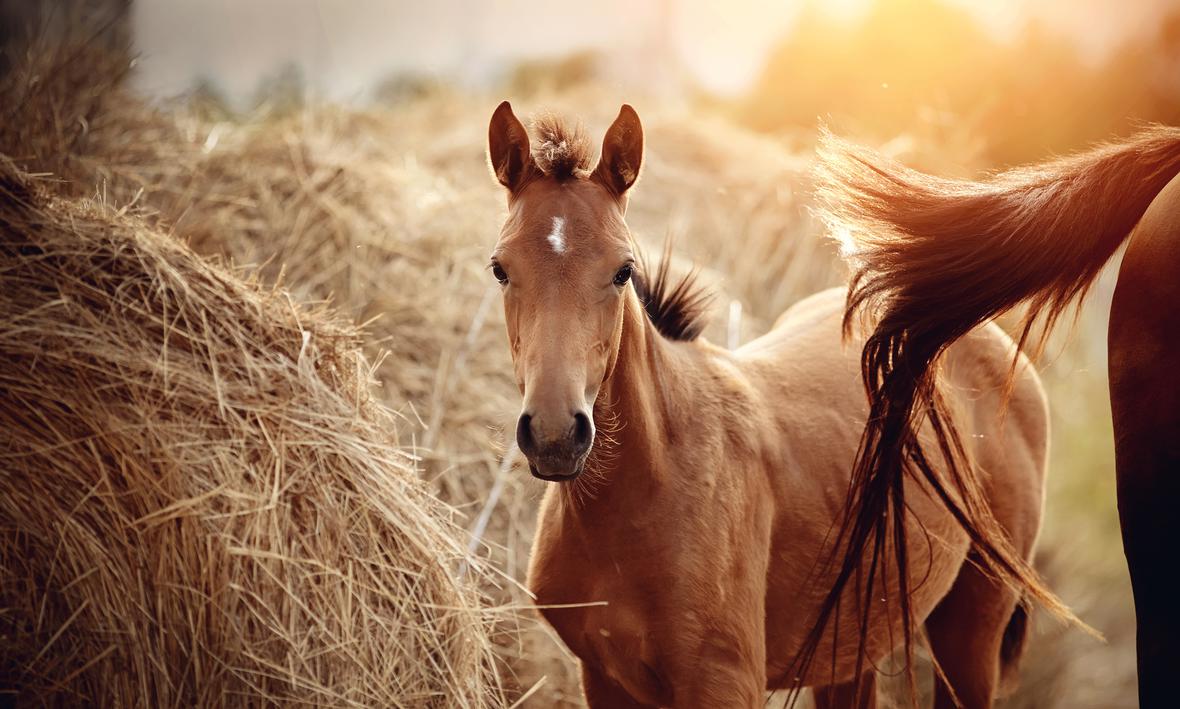 A foal horse in an outside field at sunrise