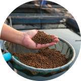 hand scooping feed out of bucket
