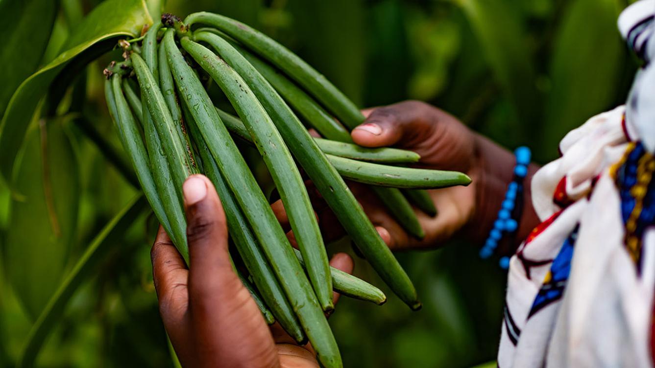 A person holding vanilla beans