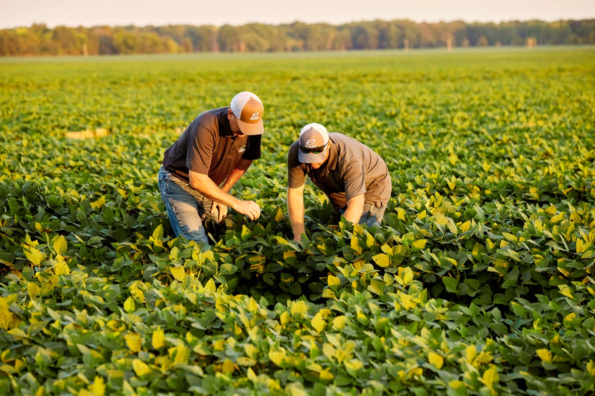 Two male workers wearing ADM logo baseball hats lean down towards soybean plants in field.