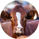 A close-up of a brown and white cow