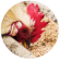 Chickens feeding on a farm