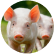 Two piglets in a meadow