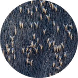  close up of horn flies on a black cow