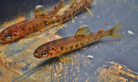ASDM NURsal Salmonid Feed