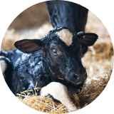 A newborn calf lying in hay by it’s mother’s feet