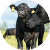 A close-up of a black cow and a calf 