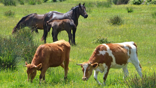 Horse and Cows in a field