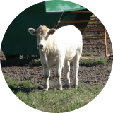 A white calf standing in a grassy field