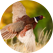 Pheasant flying in field