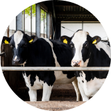  Black and white cattle in a barn