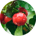 A close-up of a red guarana fruit with green leaves on the plant.