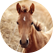 close up of a horse in a field