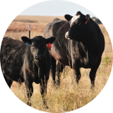 A black cow and a calf standing in a grassy field