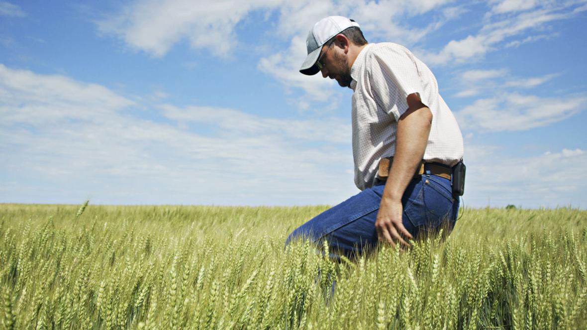 Man walking thru wheat field.