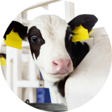  A close up of a black and white cow’s head