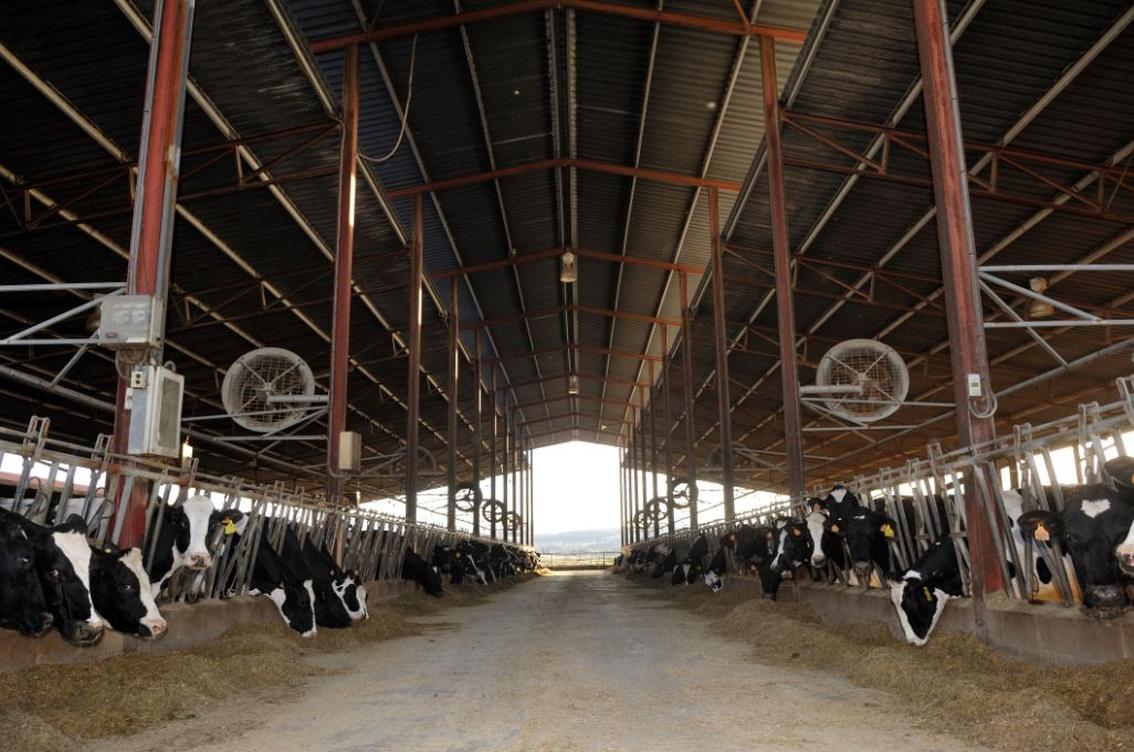 contact Tout Dairy solutions
