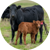 A black cow and a brown calf standing in a grassy field