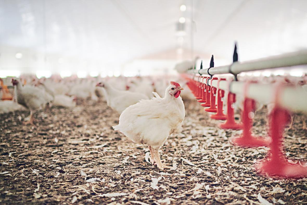 Chickens on a poultry farm