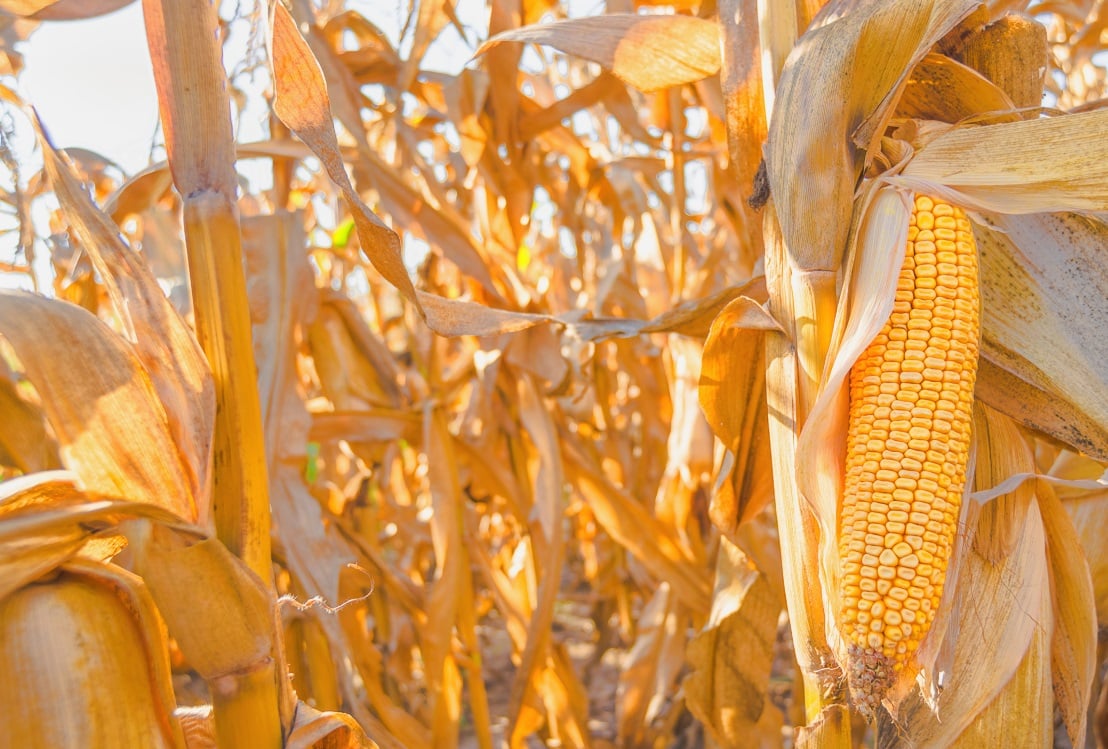 corn field