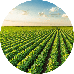 A landscape of rows of crops stretching far into the distance.