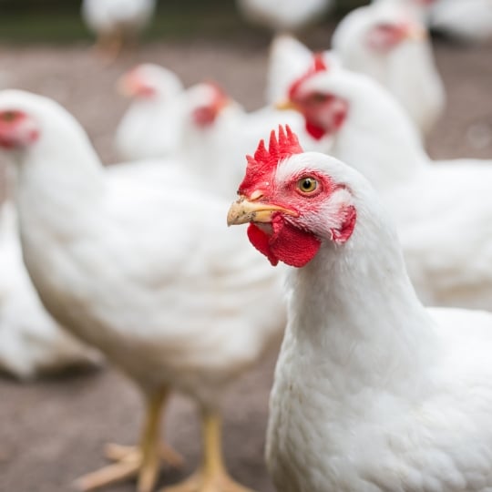 White broiler chicken in a production setting