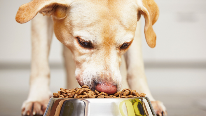  A close-up picture of a golden retriever eating their food from a bowl on the floor. 