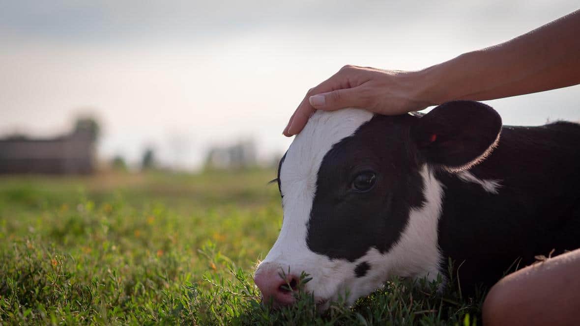 calf AdobeStock 284870611 min