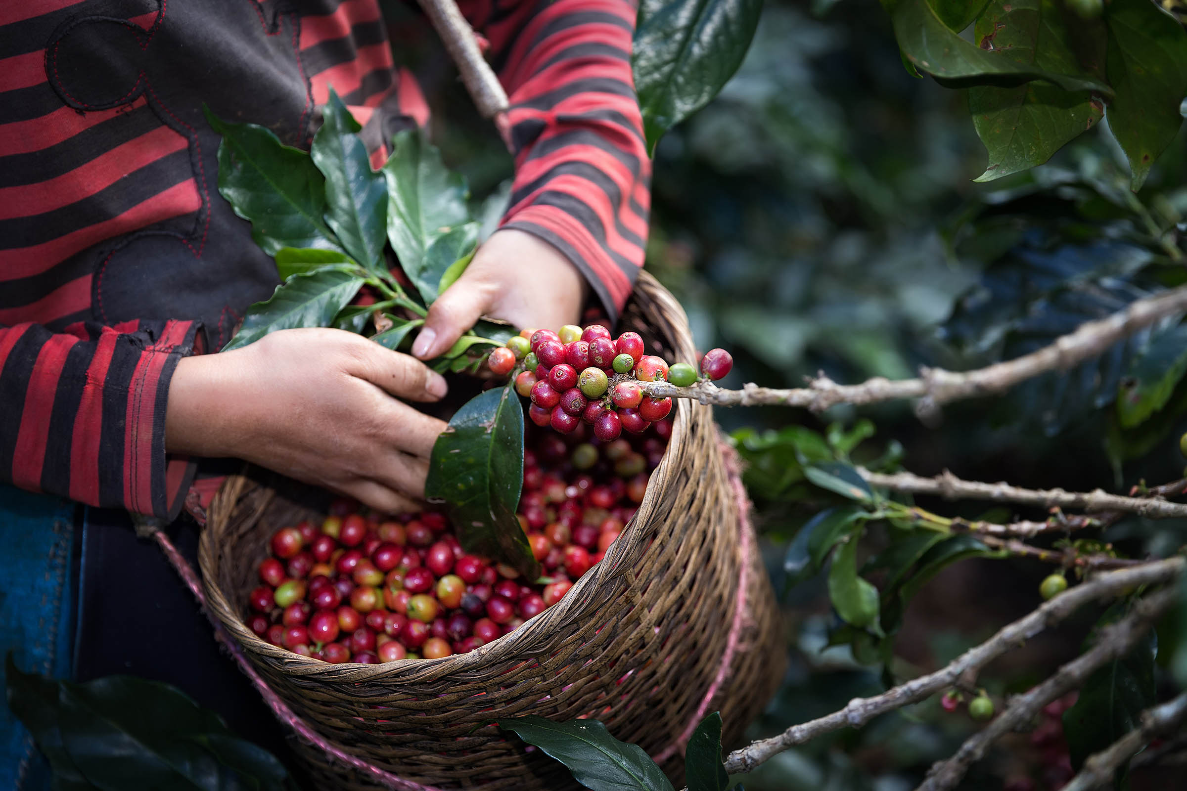 A person harvesting coffee berries from the branch