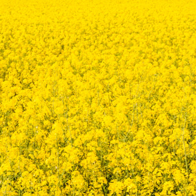 yellow flower field