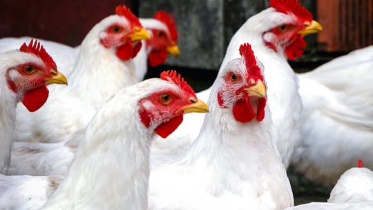 chicken