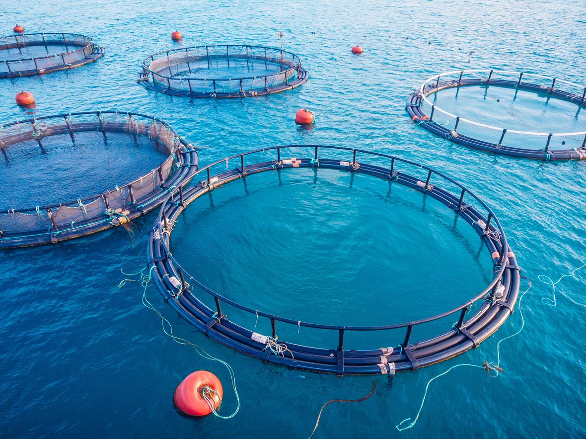 Aerial view of fish farm aquaculture in blue water