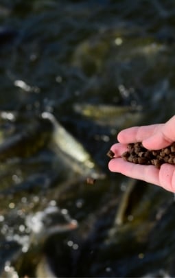A hand of a woman feeding fish in the pond