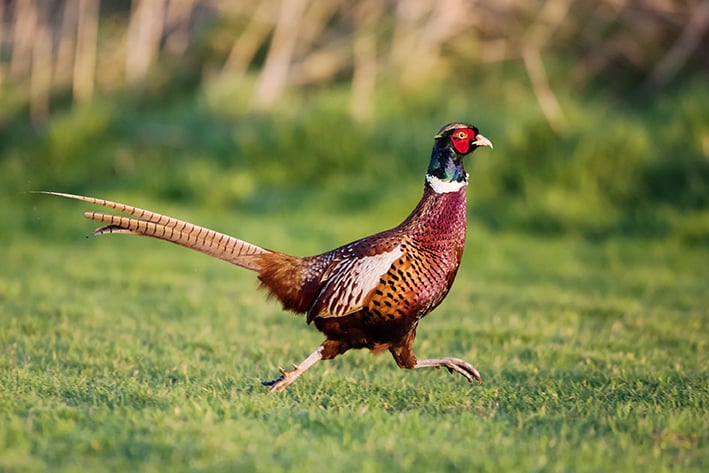 A game bird flying across a field