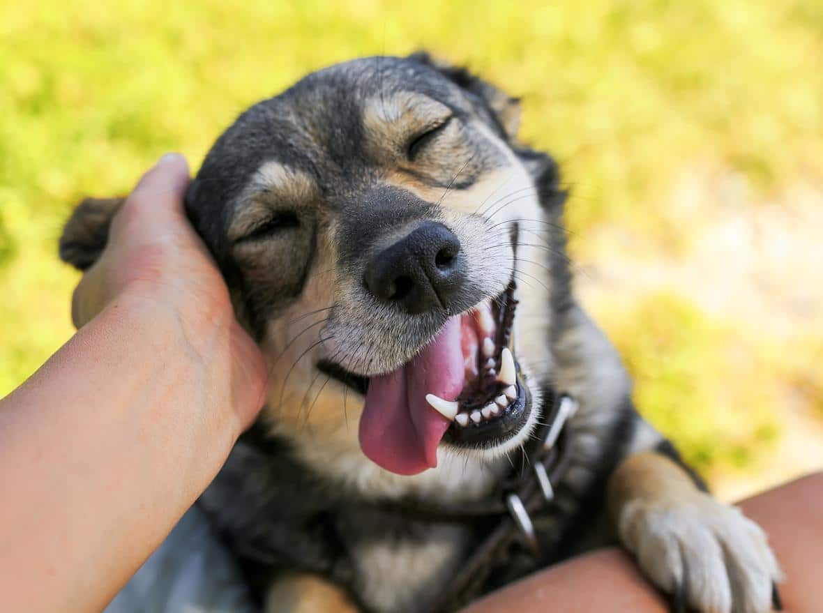 A hand petting a smiling, healthy dog