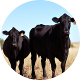 Black cattle in a field
