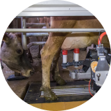 A close up of a cow’s udders attached to a milking machine