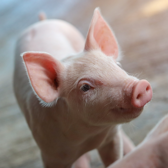 A close up of a pig