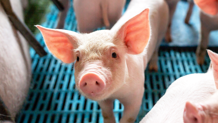 A close up of a swine