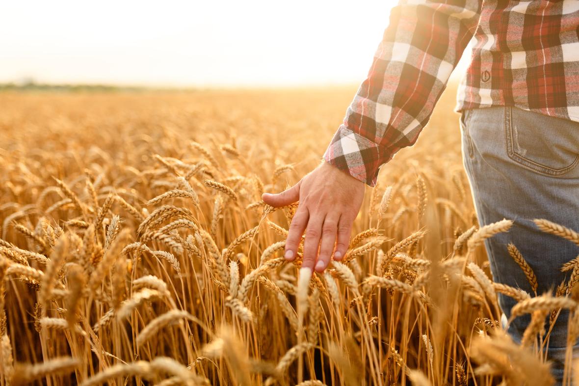 Farmer touching crops with hand in a golden wheat field while Harvesting and organic farming