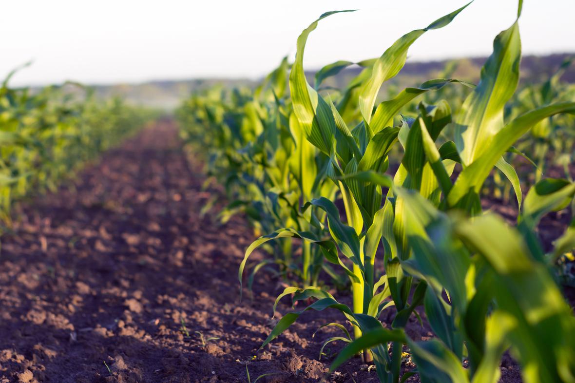 Corn field on a sunny day