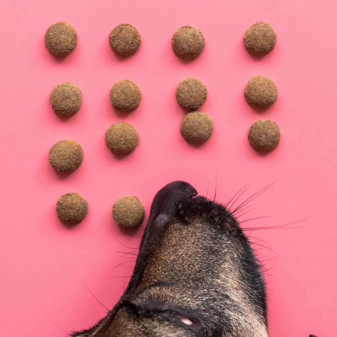 happy dog eats dry food on pink background, top view